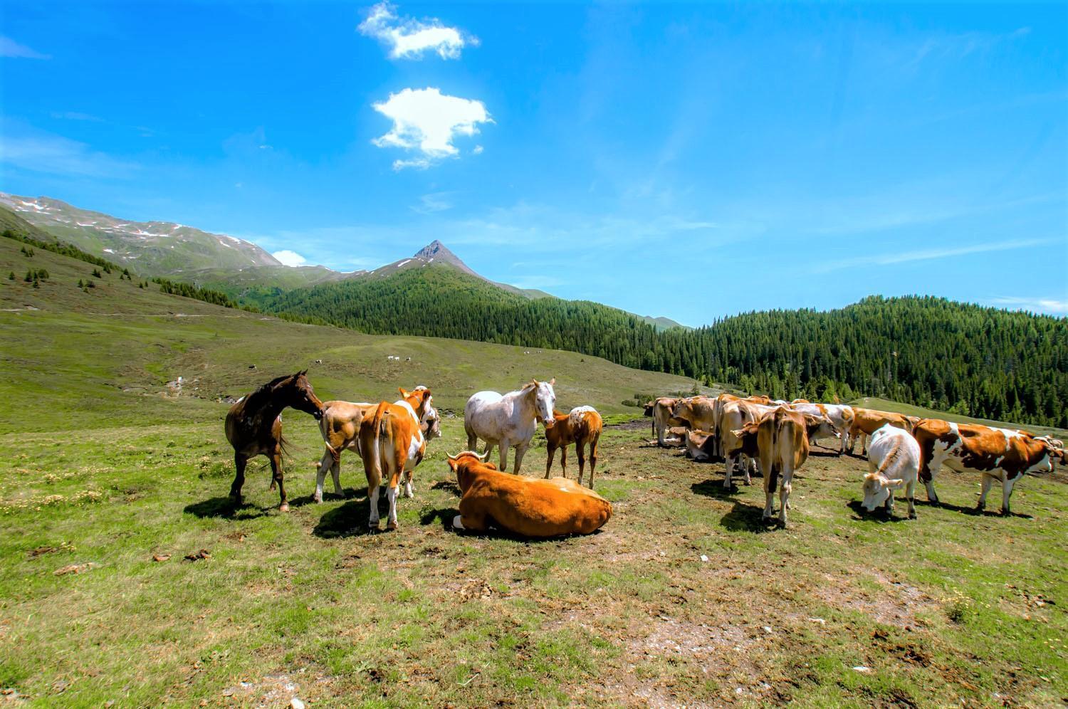 Brenta Dolomites Hotel Vason Buitenkant foto